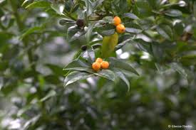 Image result for Cassinopsis