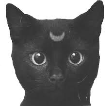 I Want Cat Face Drawing Tumblr Png Cats Tumblr