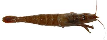 Image result for Ochthocharis