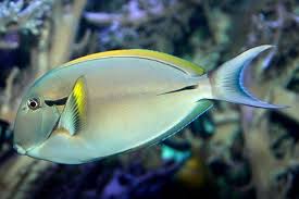 Image result for Sartidia angolensis