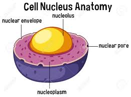 It is enclosed in a double membrane and communicates with the surrounding cytosol during animal cell division, the centrioles replicate (make new copies) and the centrosome divides. Animal Cell Nucleus Anatomy Illustration Royalty Free Cliparts Vectors And Stock Illustration Image 104709828