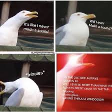 Birds Outside My Window Meme Image Result For Seagull Meme Dear Evan Hansen Musical Dear Evan Hansen Dear Even Hansen
