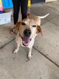 We researched and reviewed the best pet adoption agencies that will help match you with the right animal. Dogs For Adoption Near Cincinnati Oh Petfinder