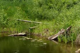 Tilapia tastes great and is one of the easiest fish to raise in a backyard fish farm. Backyard Fish Farming