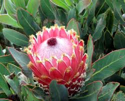 Image result for Protea rupestris