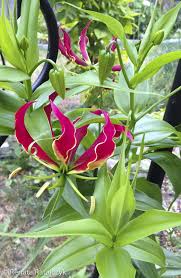 Image result for Gloriosa