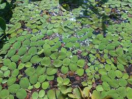 Image result for Salviniaceae