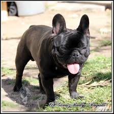 Bugatti Solid Black French Bulldog Dna Bb Dd Www Gomezbullys Com Black French Bulldogs French Bulldog Bulldog