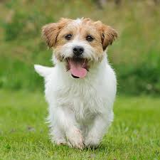 Mum is long haired and dad is short haired.the boy is long haired with black. 1 Jack Russell Terrier Puppies For Sale In Florida