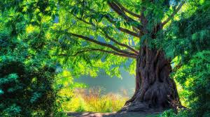Check out this fantastic collection of 4k nature wallpapers, with 67 4k nature background images we hope you enjoy our growing collection of hd images to use as a background or home screen for. Nature Steemit
