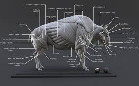 3d Digital Bison Ecorche Study Turbosquid 1257587 Animal Anatomy Muscle Anatomy Sculpture