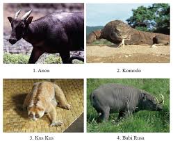 Baik persebaran flora maupun fauna di indonesia sangat beragam, dibedakan menjadi tipe asiatis di bagian barat, tipe peralihan di bagian tengah serta tipe australis di bagian di indonesia memiliki kekayaan alam termasuk pada ragam flora dan fauna yang tersebar di 34 provinsi di indonesia. 52 Gambar Flora Peralihan Beserta Namanya Terbaik Gambar Hewan