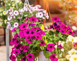 Le fioriere sono i contenitori ideali per piantare fiori e piante, dei le quali fiori da balcone pendenti scegliere? Piante Da Balcone Perenni Ricadenti Ecco Le Migliori