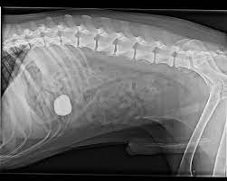 Apr 17, 2009 · katze darmverschluss kotzen, katze bricht stündlich, was heißt laparotomie bei einer katze, erbrechen darmverschluss katzen, darmverschluss,uebergeben,katze, verdacht auf darmverschluss katzen, darmgeschwuer katzen, erbrechen nach darmverschluss bei katzen, darmverschluss katze und erbrechen, katze.darmverschluss erbrechen, katze darmverschluss übergeben, Darmverschluss Bei Hund Und Katze Tierklinik St Polten