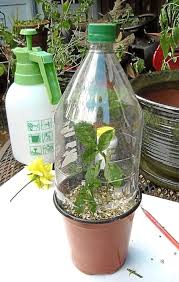 Image result for cuttings of roses