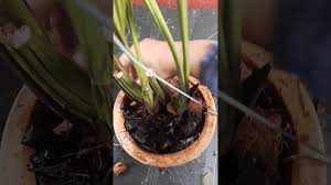 Baik pot berukuran sedang ataupun besar. Cara Menanam Orkid Coelogyne Sp Youtube