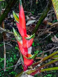 What are the most common trees in costa rica? 219 Heliconia Costa Rica Photos Free Royalty Free Stock Photos From Dreamstime