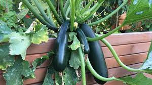 Zucchini pflanzen ist eigentlich recht einfach. Zucchini Im Garten Pflanzen Und Gesundes Gemuse Ernten
