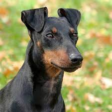 Things that make you go aww! Manchester Terrier Der Elegante Und Sturmische Passion Hund