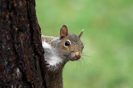 Squirrel with 'squirrelpox' found in Troy. What other 'poxes' are there?