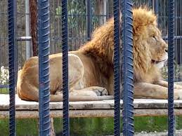 Über 8.000 markenprodukte aus den bereichen tierbedarf, tierfutter und tierzubehör ᐅ zooplus magazin ᐅ versandkostenfrei ab 29 euro ᐅ schnelle lieferung! Tarsus Zoo Wikipedia