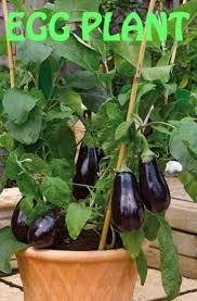 How long does eggplant last? How Long Does Purple Eggplant Grow In Your Pot Home Gardeners