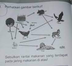 Sebutkan Rantai Makanan Yang Terdapat Pada Jaring Makanan Di Atas Brainly Co Id