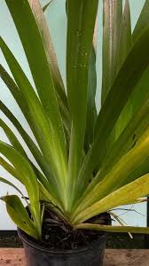 Image result for Neomarica northiana