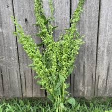 Image result for Atriplex