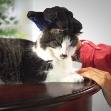We have now placed twitpic in an archived state. Diva Cat Grooming Glove Meowingtons