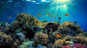 Travel to the great barrier reef for. Australien Stellt Neue Schutzmassnahmen Fur Great Barrier Reef Vor Thb