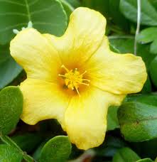 Image result for Sida ovata