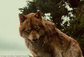 Jacob Wolf The Twilight Saga Twilight Wolf Twilight Jacob Twilight Jacob twilight in all categories. jacob wolf the twilight saga