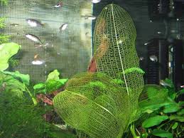 Image result for Aponogeton rehmannii