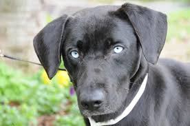 The Pup I M Fostering Black Lab With Blue Eyes Named Him Neptune What Do You Think Black Labrador Puppy Puppies With Blue Eyes Lab Dogs