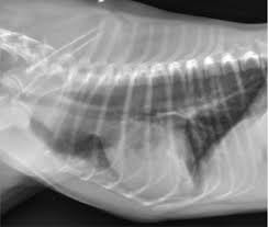The most common sign of lung cancer in dogs is a chronic cough. Using Thoracic Radiographs To Differentiate Pulmonary And Cardiac Diseases In Dogs And Cats Medvet