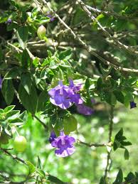 Image result for Tinnea