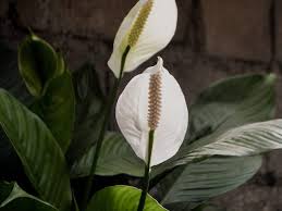 Image result for Brownleea maculata