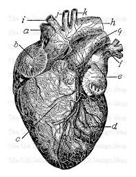 Anatomical Heart Commercial Use Clip Art Vintage Medical Etsy Heart Clip Art Clip Art Vintage Anatomical Heart Drawing