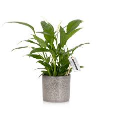 Keep acidic soil evenly moist. Peace Lily Indoor Houseplants Online Uk