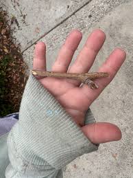 My kid was excited about this small stick today. I told her ...