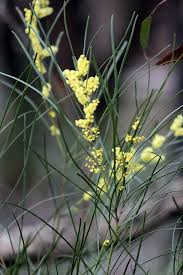 Image result for Acacia montigena