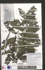 Image result for Pseudoprosopis