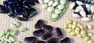 Maybe you would like to learn more about one of these? Growing Better Beans