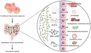 Image result for Mycotoxin