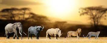 Africa is the world's second largest continent (asia is the largest). South Africa Animals Wildlife Big Five Animals In South Africa