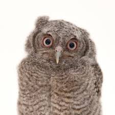 See more of eastern screech owl on facebook. Eastern Screech Owl National Geographic