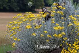 Helichrysum Italicum Curry Plant 110596 Flowermedia Helichrysum Italicum Helichrysum Plants