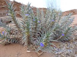 Image result for Blepharis bainesii