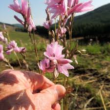 Image result for Dierama formosum